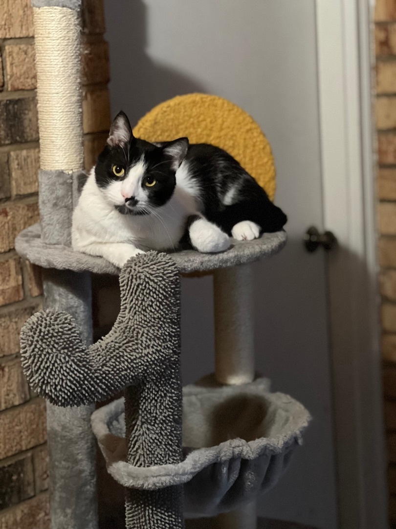 Enlarge Maxwell, a Adopted Domestic Short Hair in Mesquite, TX image 2/3