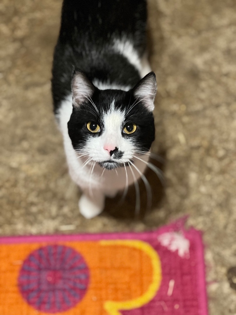 Enlarge Maxwell, a Adopted Domestic Short Hair in Mesquite, TX image 3/3