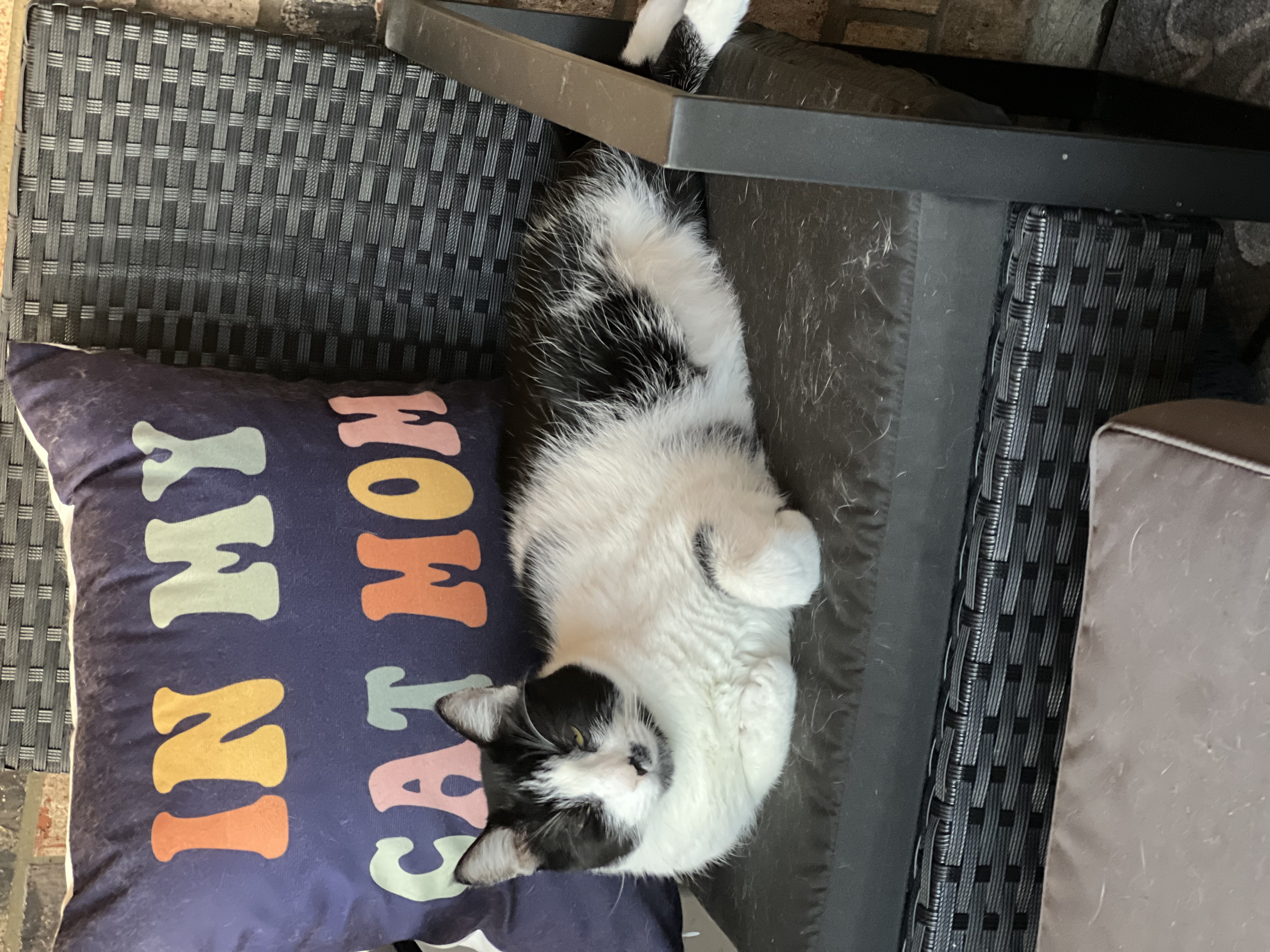 Maxwell, Adopted, Adult Male Domestic Short Hair.