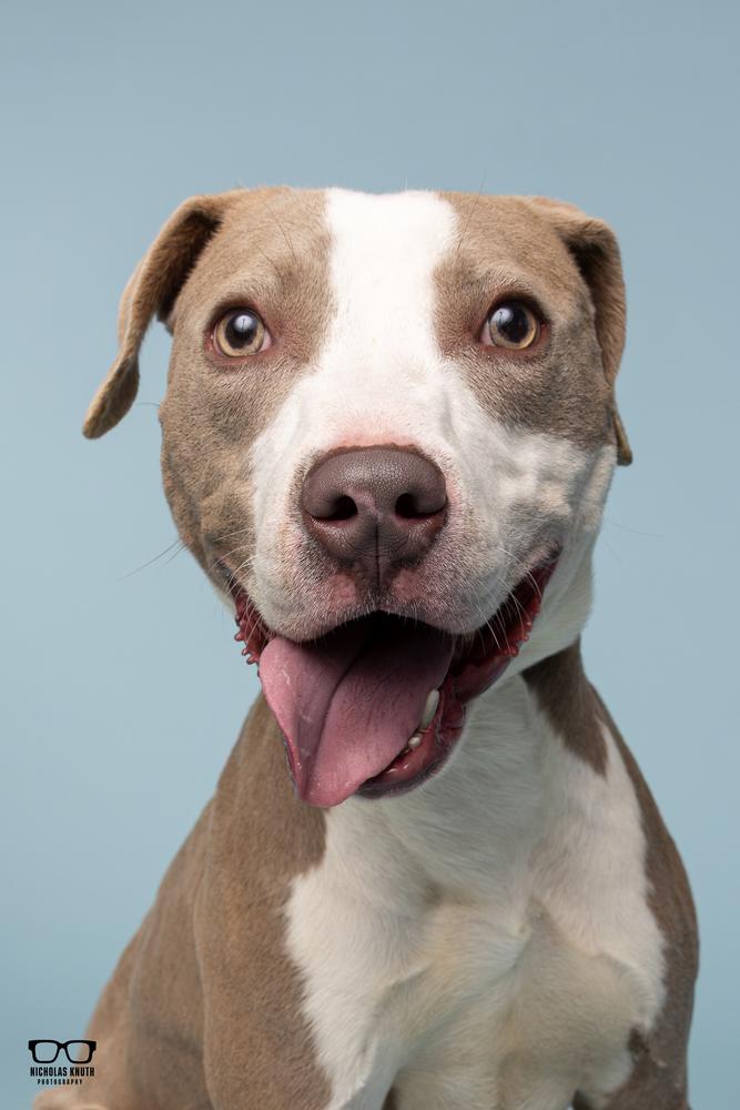 Adam, a Adoptable mixed breed in Palatine, IL image 1/5