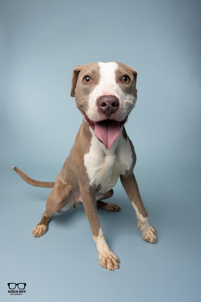 Adam, a Adoptable mixed breed in Palatine, IL image 2/5