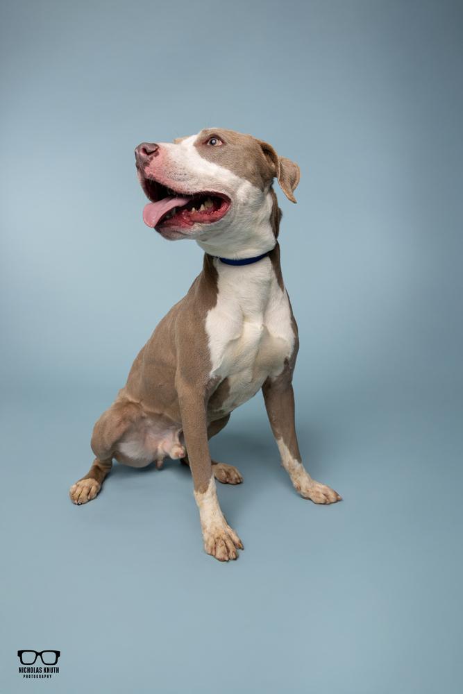 Adam, a Adoptable mixed breed in Palatine, IL image 3/5