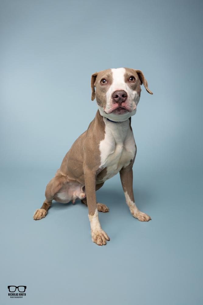 Adam, a Adoptable mixed breed in Palatine, IL image 4/5
