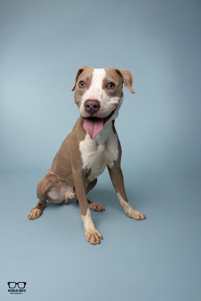 Adam, a Adoptable mixed breed in Palatine, IL image 5/5