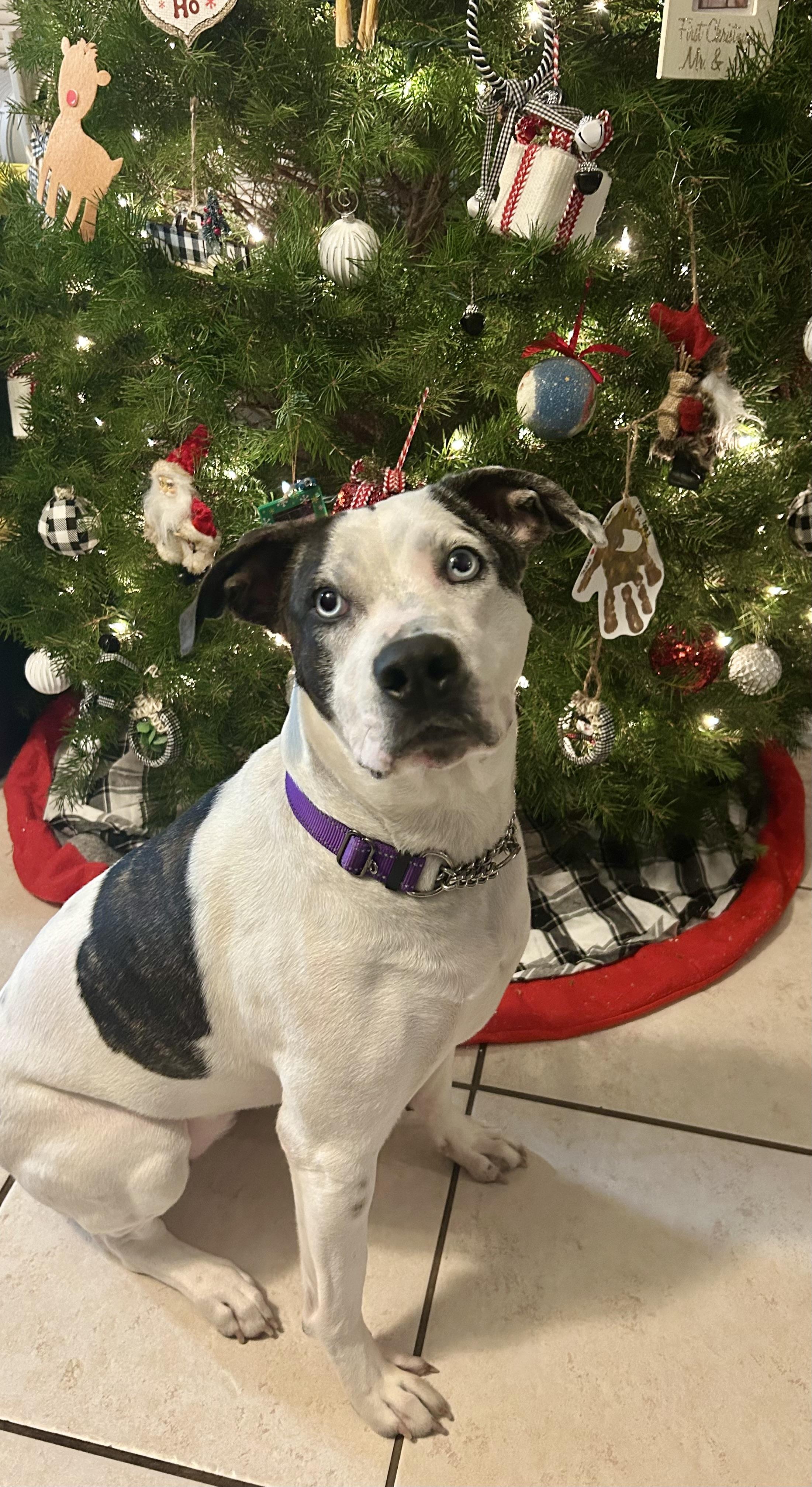 Sidney, Adoptable, Adult Female Catahoula Leopard Dog.