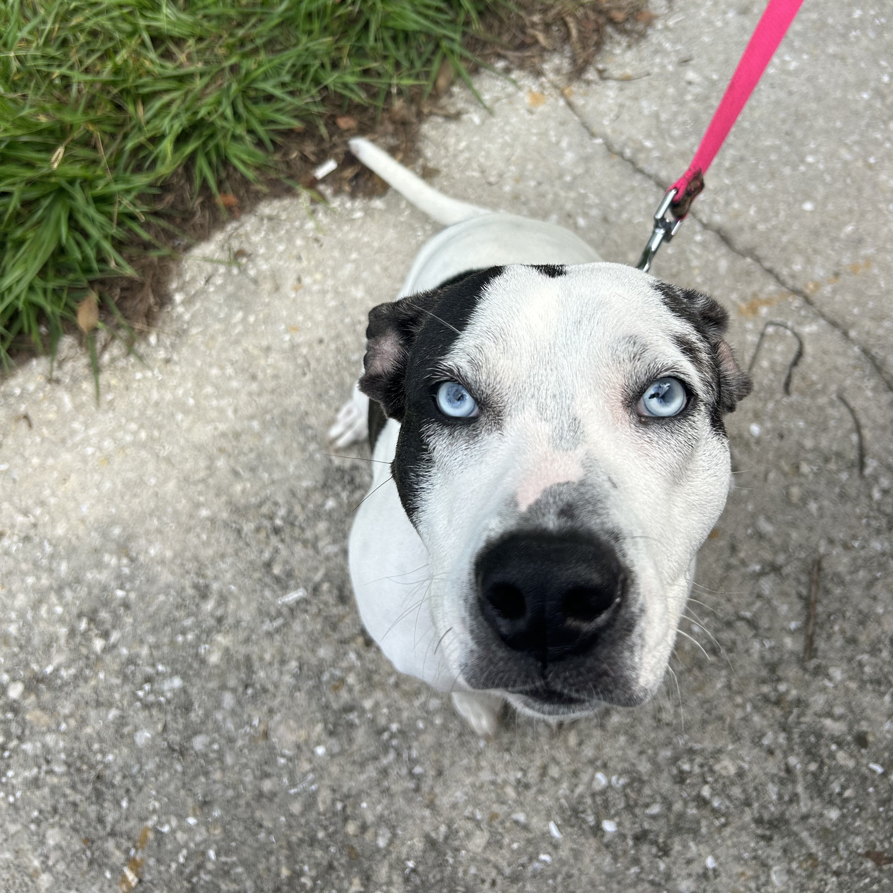 Enlarge Sidney, a Adoptable mixed breed in Haines city, FL image 2/6