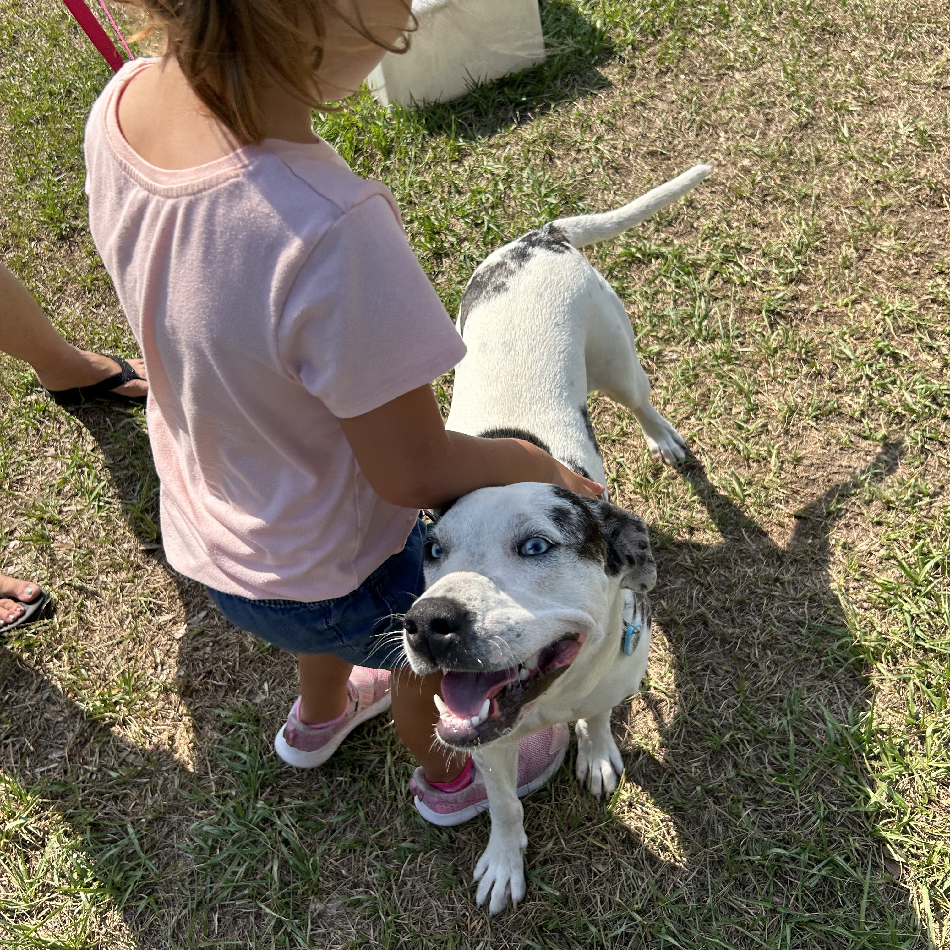Enlarge Sidney, a Adoptable mixed breed in Haines city, FL image 4/6