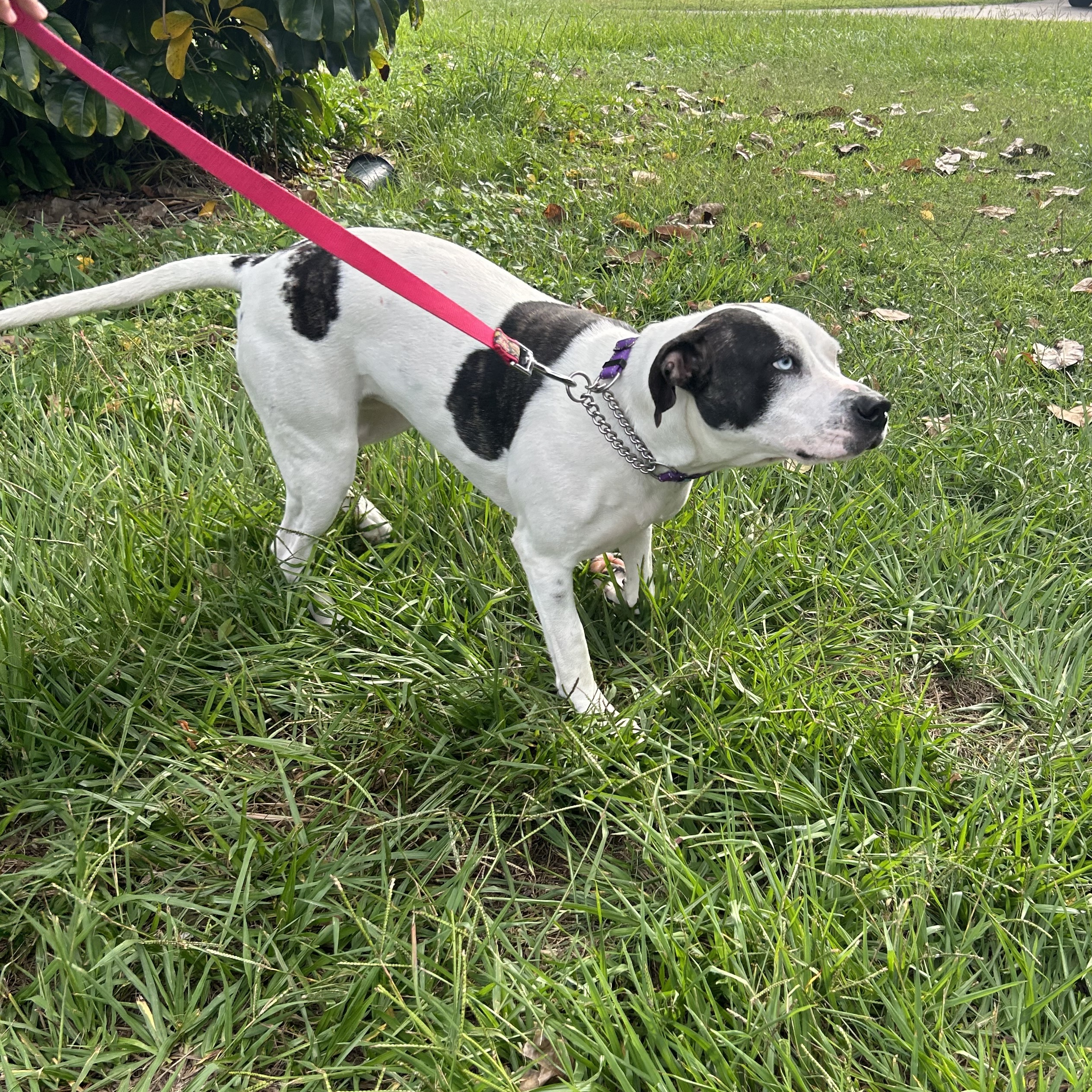 Enlarge Sidney, a Adoptable mixed breed in Haines city, FL image 5/6