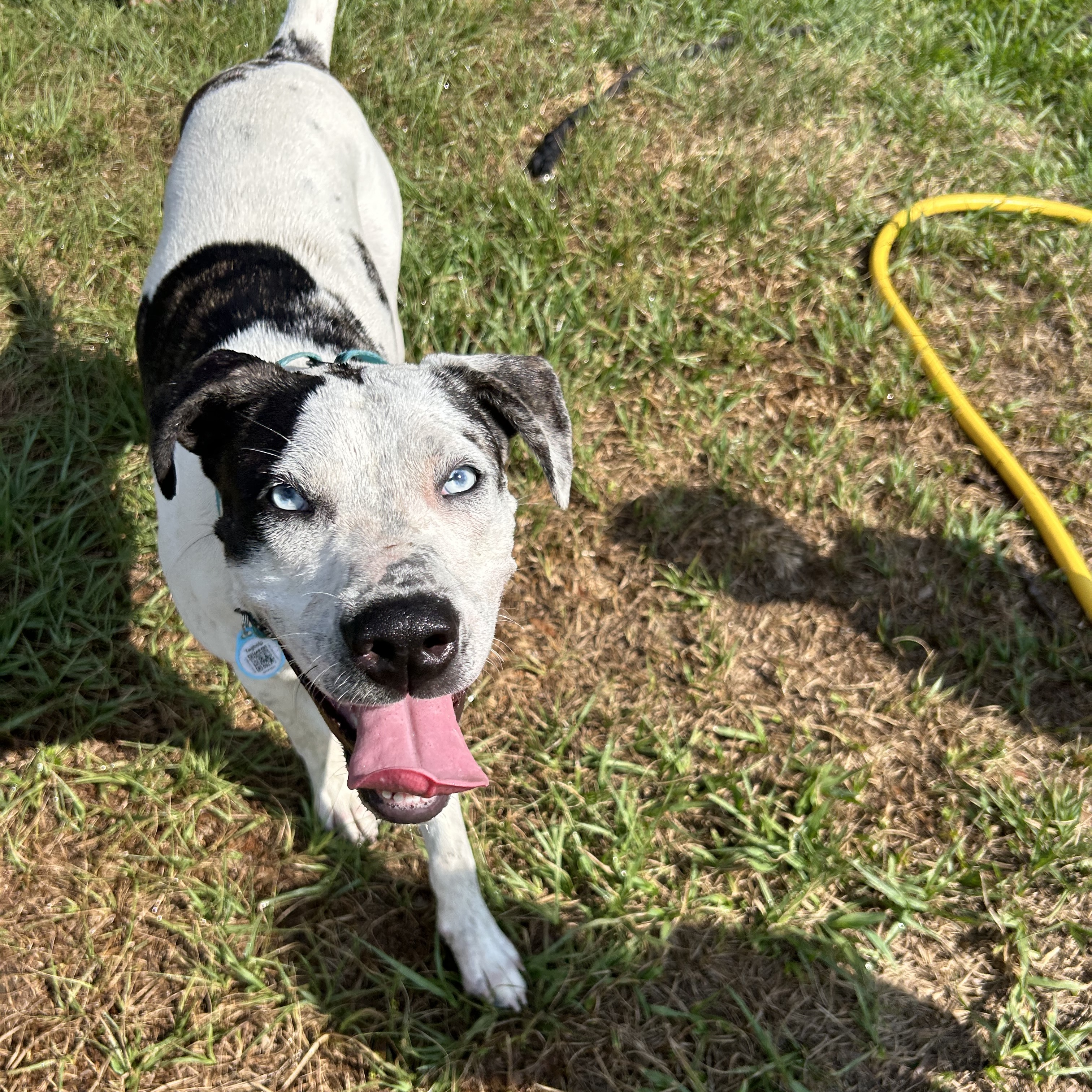 Enlarge Sidney, a Adoptable mixed breed in Haines city, FL image 3/6