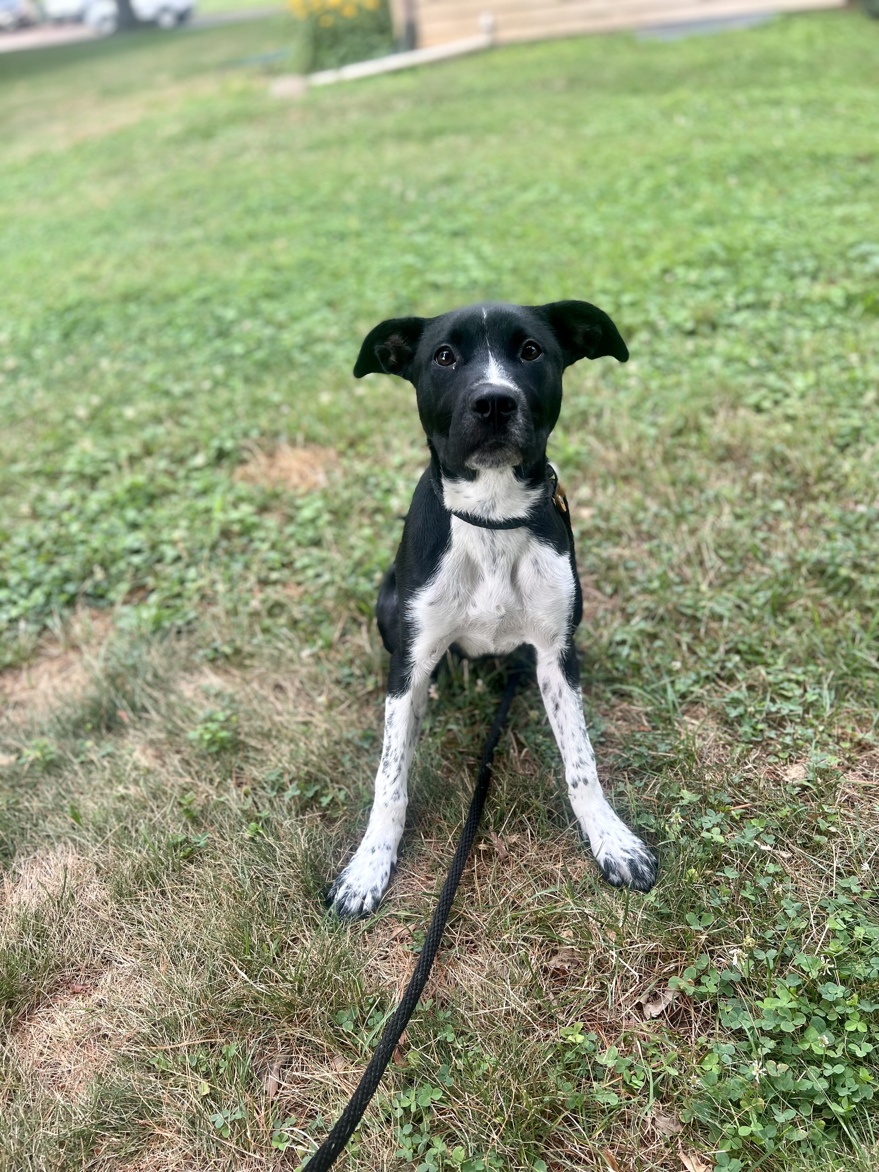 Winnie, Adopted, Puppy Female Mixed Breed.