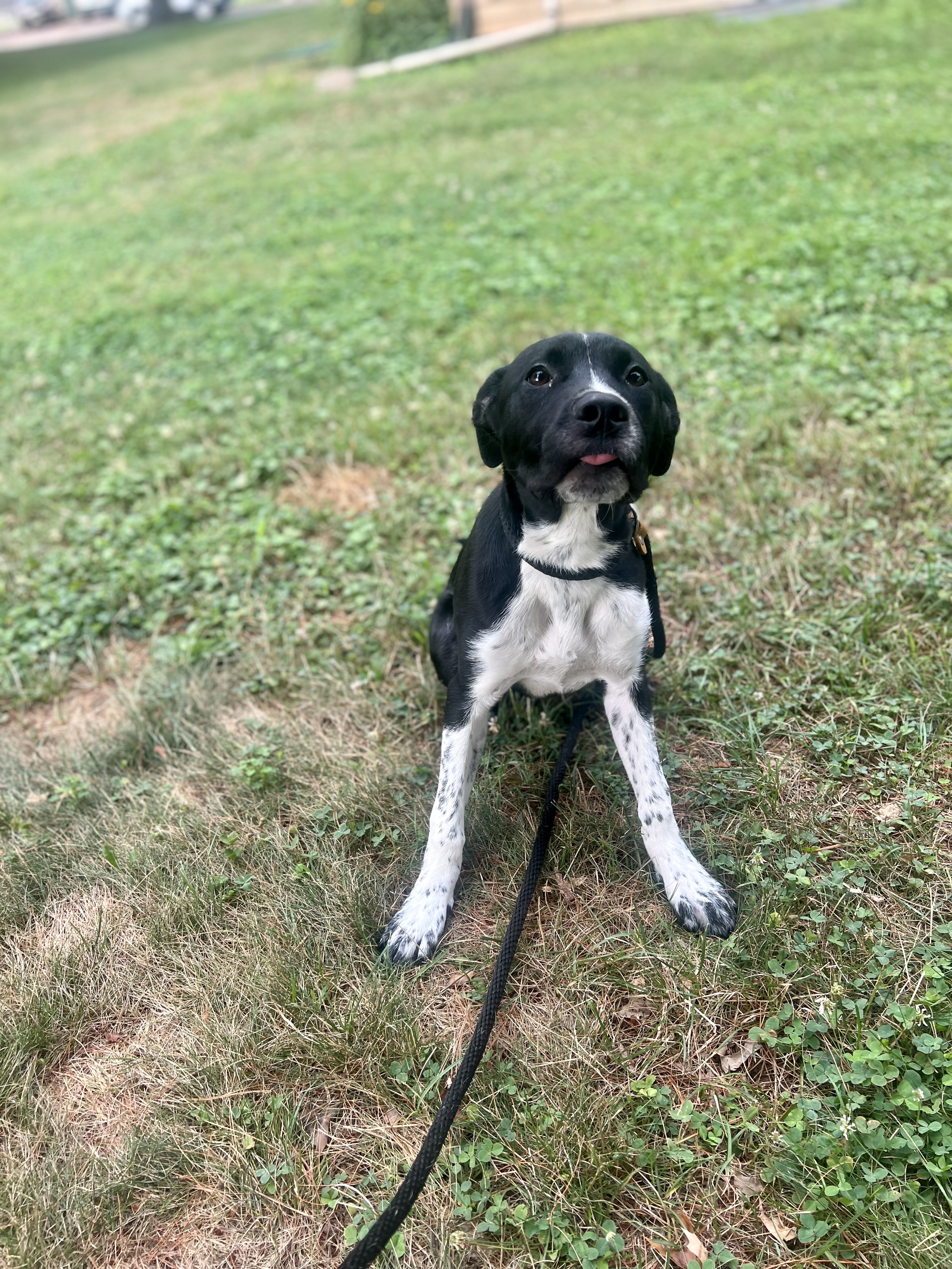 Enlarge Winnie, a Adopted mixed breed in Glenmoore, PA image 2/2