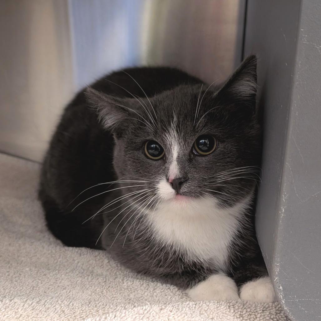 Boots, Adoptable, Kitten Female Domestic Short Hair.