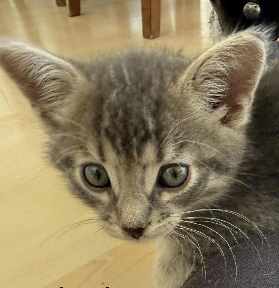 Cats & Kittens for Adoption in Swartz Creek, MI | Petfinder