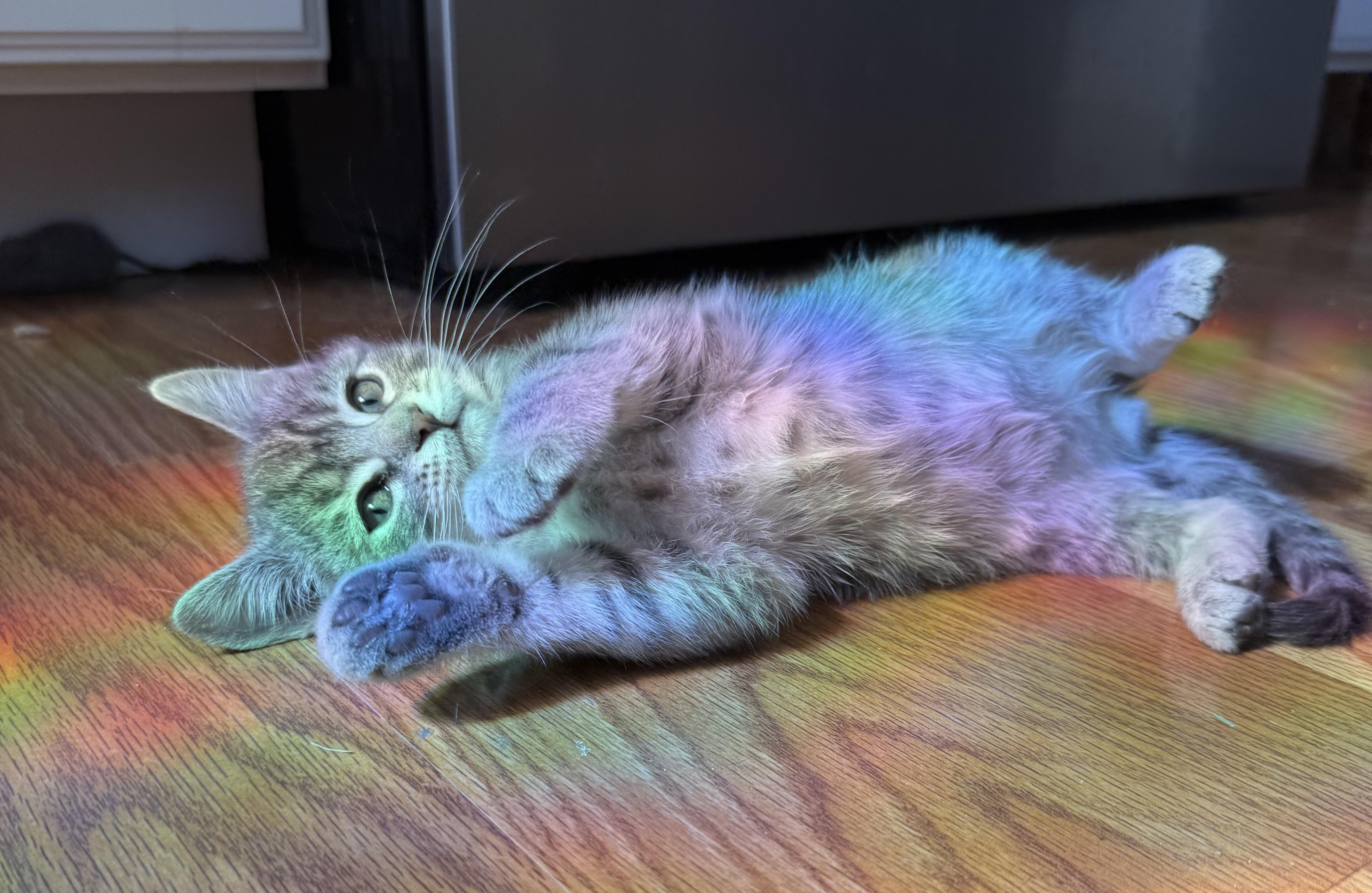 Sulley, an adopted Domestic Short Hair in Omaha, NE image 3/4