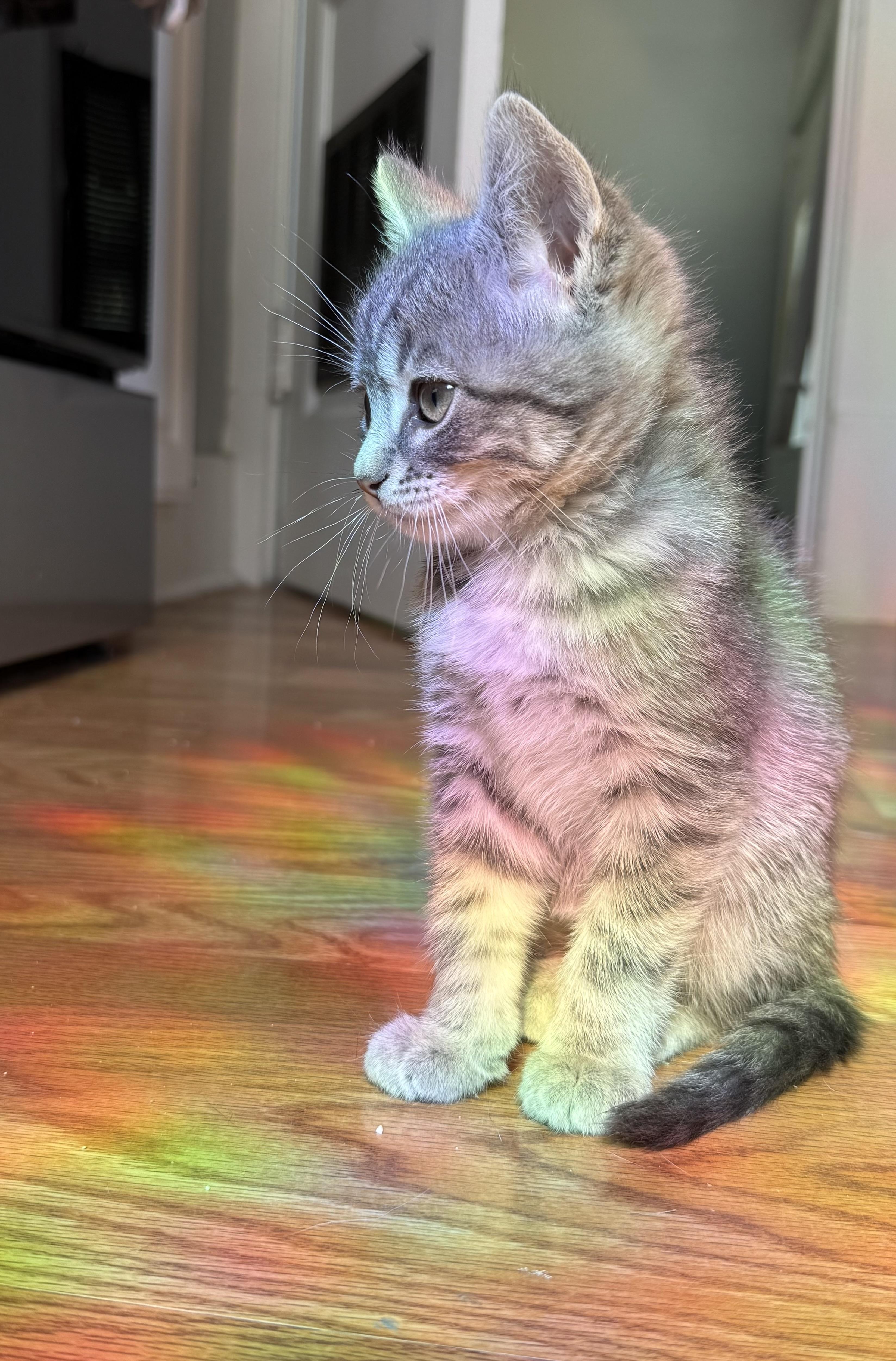 Sulley, an adopted Domestic Short Hair in Omaha, NE image 4/4