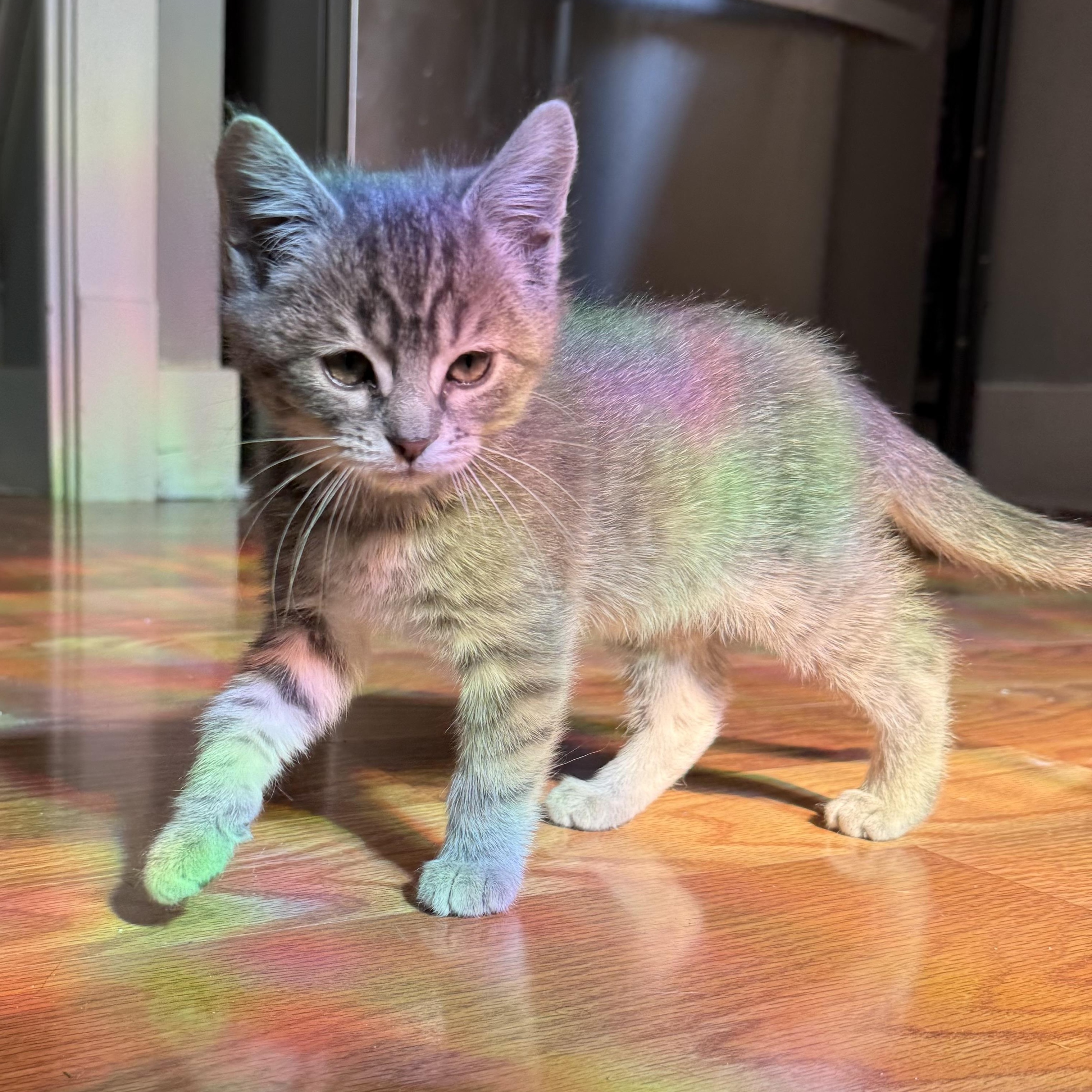 Sulley, an adopted Domestic Short Hair in Omaha, NE image 2/4