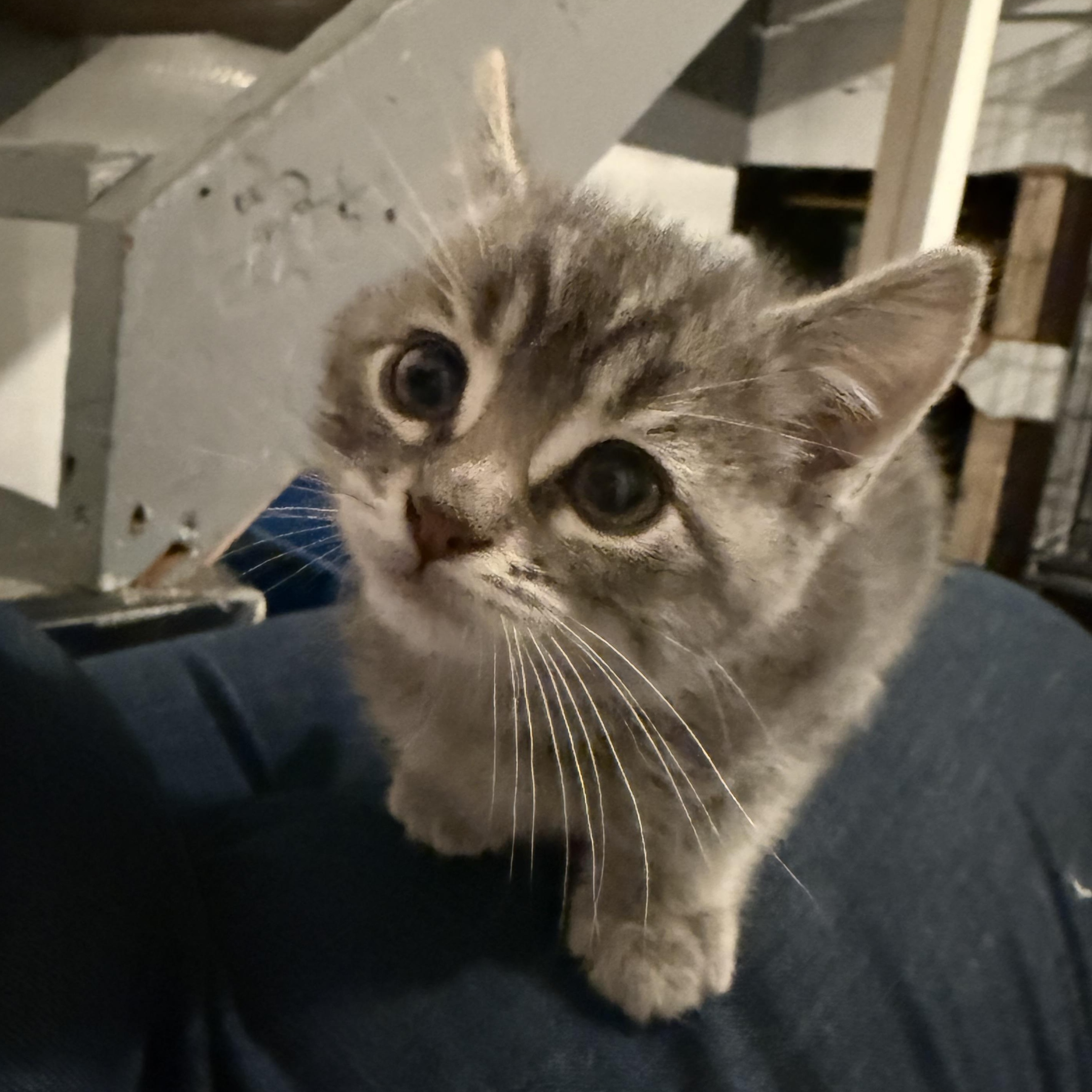 Sulley, adopted, Kitten Male Domestic Short Hair.