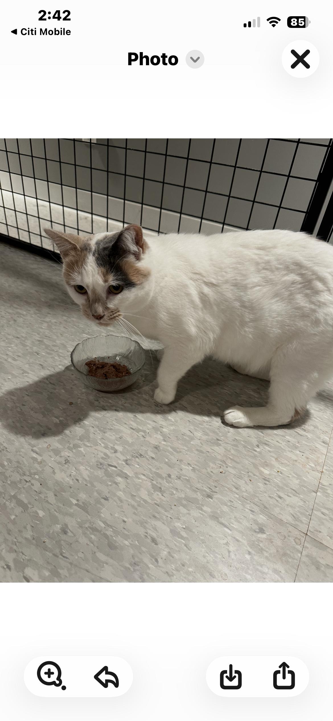 Enlarge Jane ( sweet and gentle), a ADOPTABLE mixed breed in Macomb, MI image 2/2