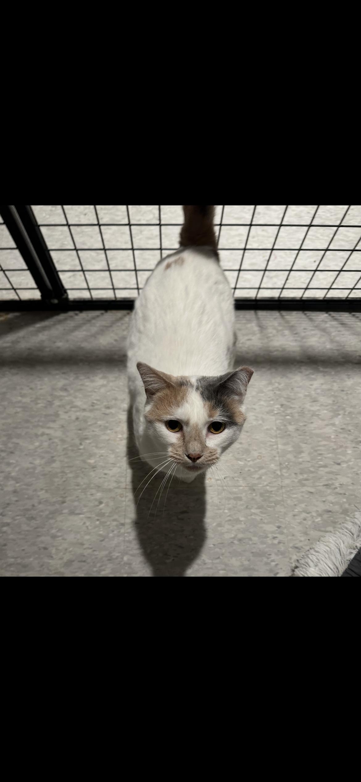 Jane ( sweet and gentle), ADOPTABLE, Adult Female Domestic Short Hair.