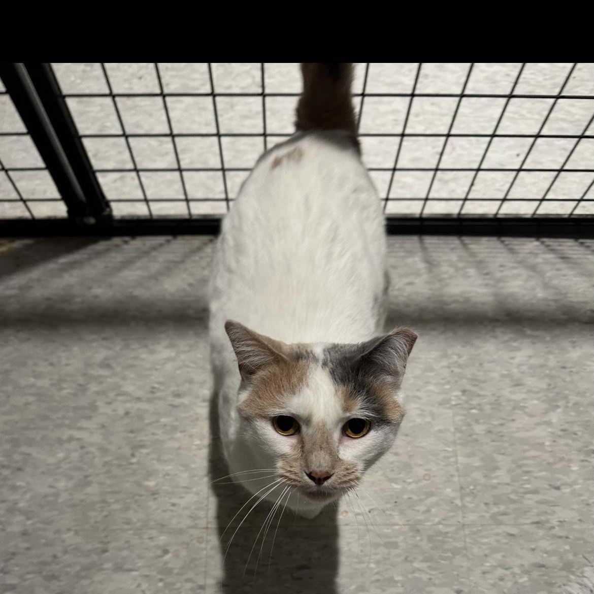 Enlarge Jane ( sweet and gentle), a ADOPTABLE mixed breed in Macomb, MI image 1/4