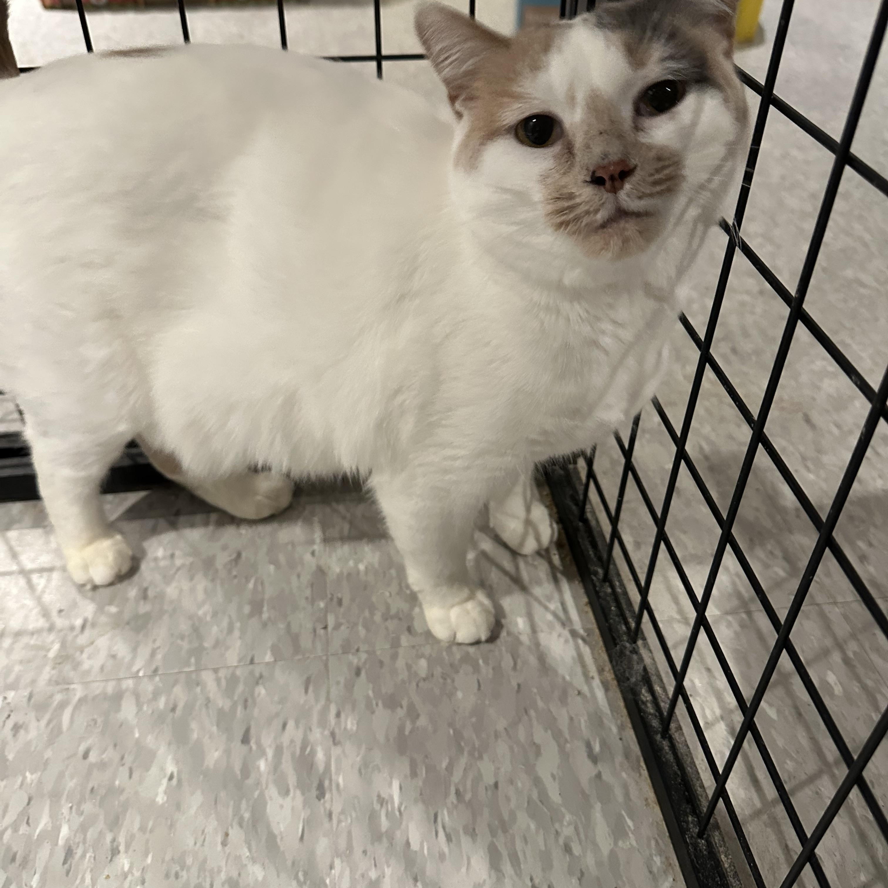 Enlarge Jane ( sweet and gentle), a ADOPTABLE mixed breed in Macomb, MI image 1/3