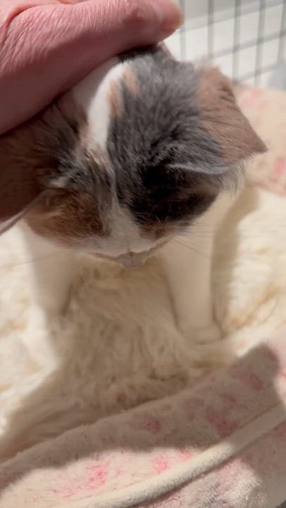 Enlarge Jane ( sweet and gentle), a ADOPTABLE mixed breed in Macomb, MI video 4/4