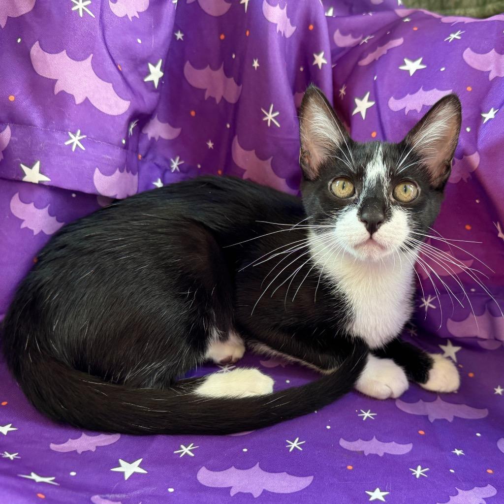 Poptart, Adoptable, Kitten Female Domestic Short Hair.