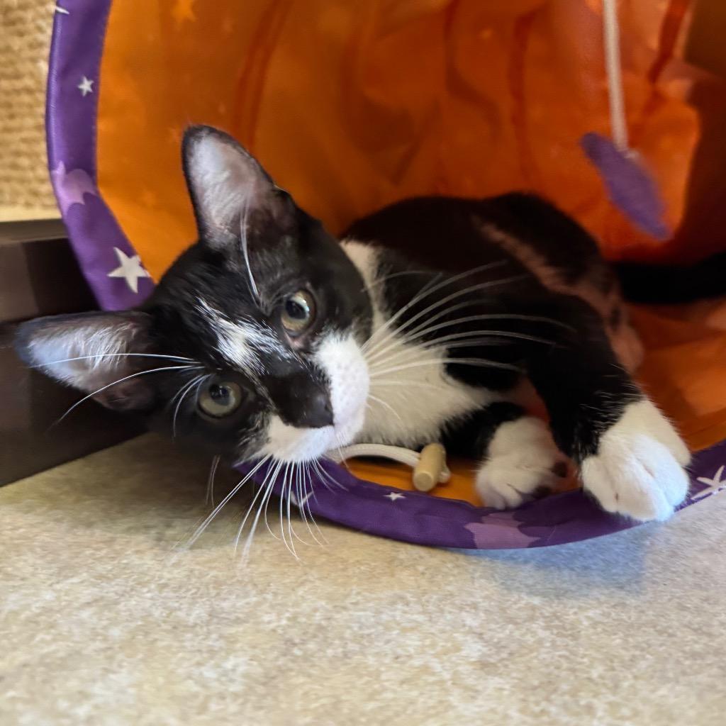 Poptart, a Adoptable mixed breed in Cambria, CA image 2/5