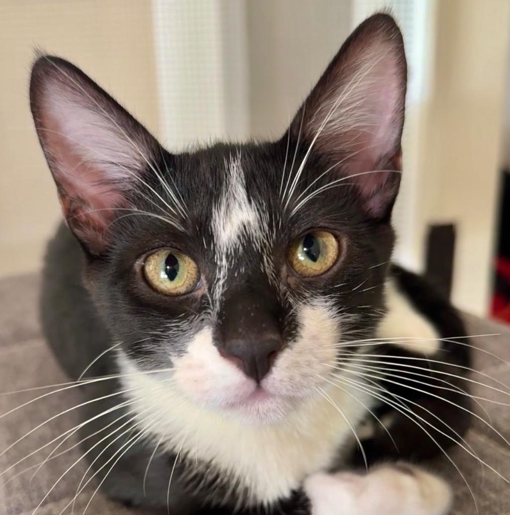 Poptart, a Adoptable mixed breed in Cambria, CA image 3/5