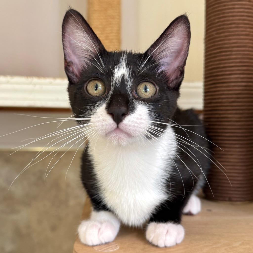 Poptart, a Adoptable mixed breed in Cambria, CA image 4/5