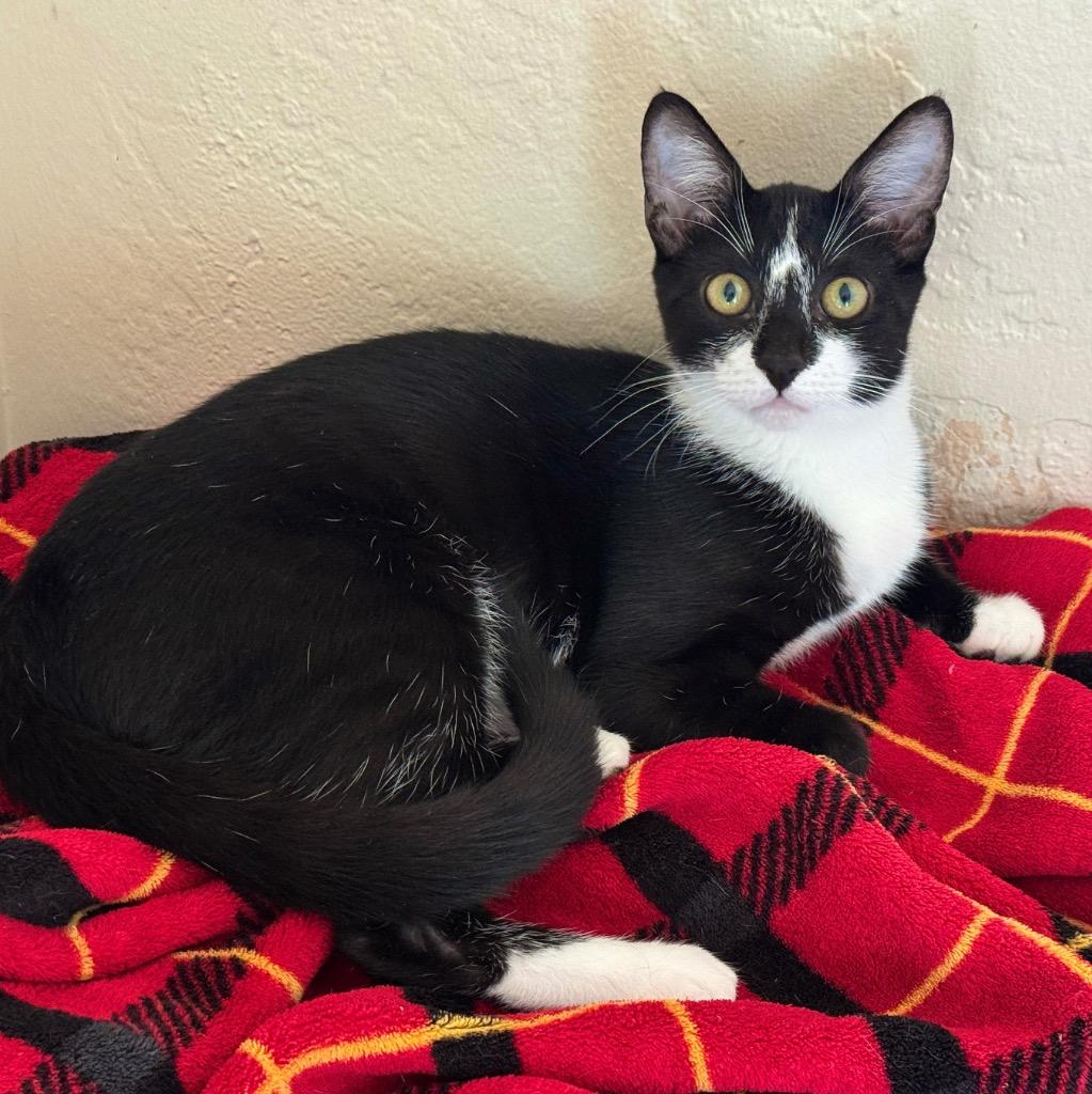Enlarge Poptart, a Adoptable mixed breed in Cambria, CA image 5/6