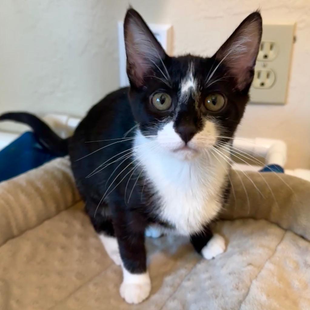 Poptart, a Adoptable mixed breed in Cambria, CA image 5/5