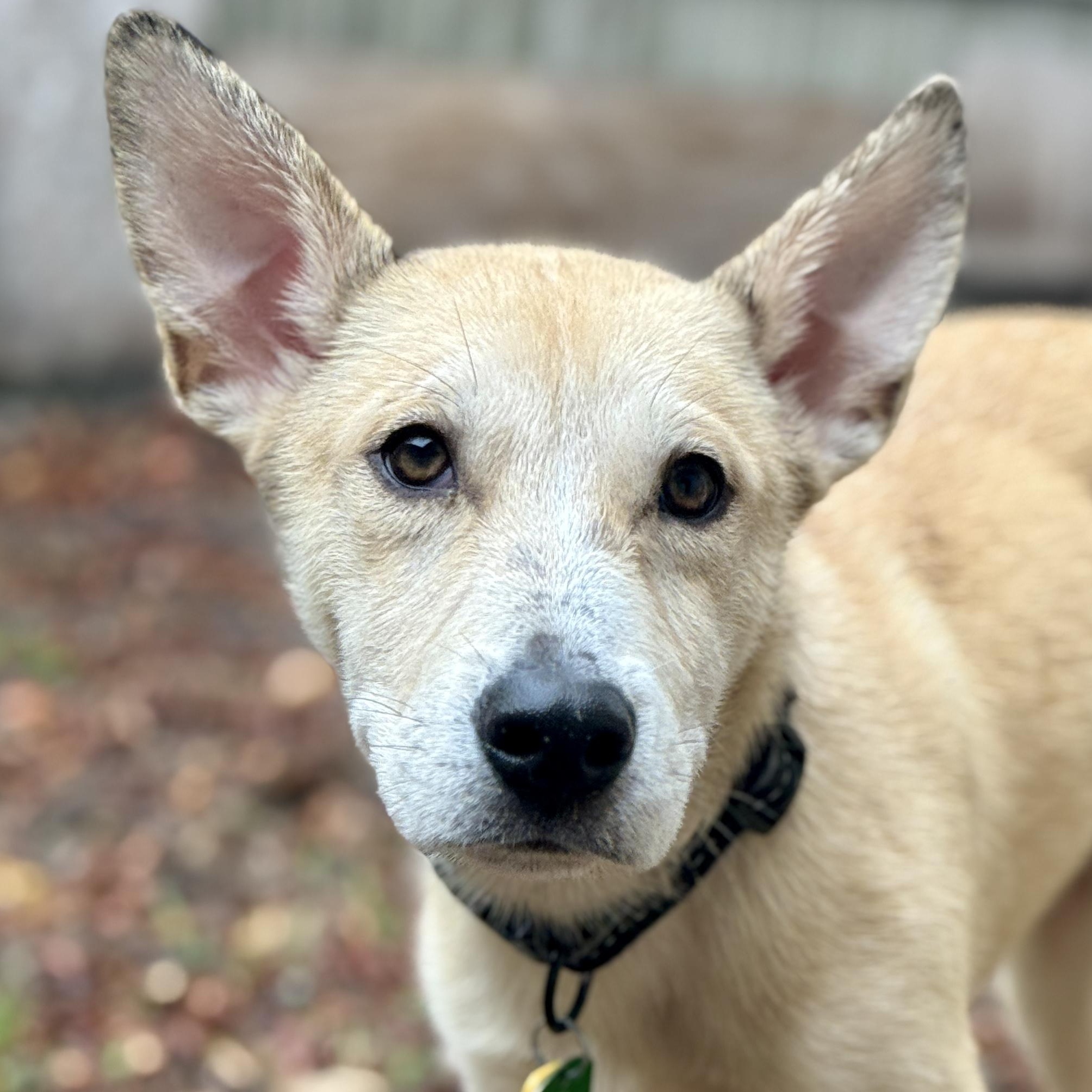 Enlarge Miguel Luiz, an adoption pending mixed breed in Deltona, FL image 2/3
