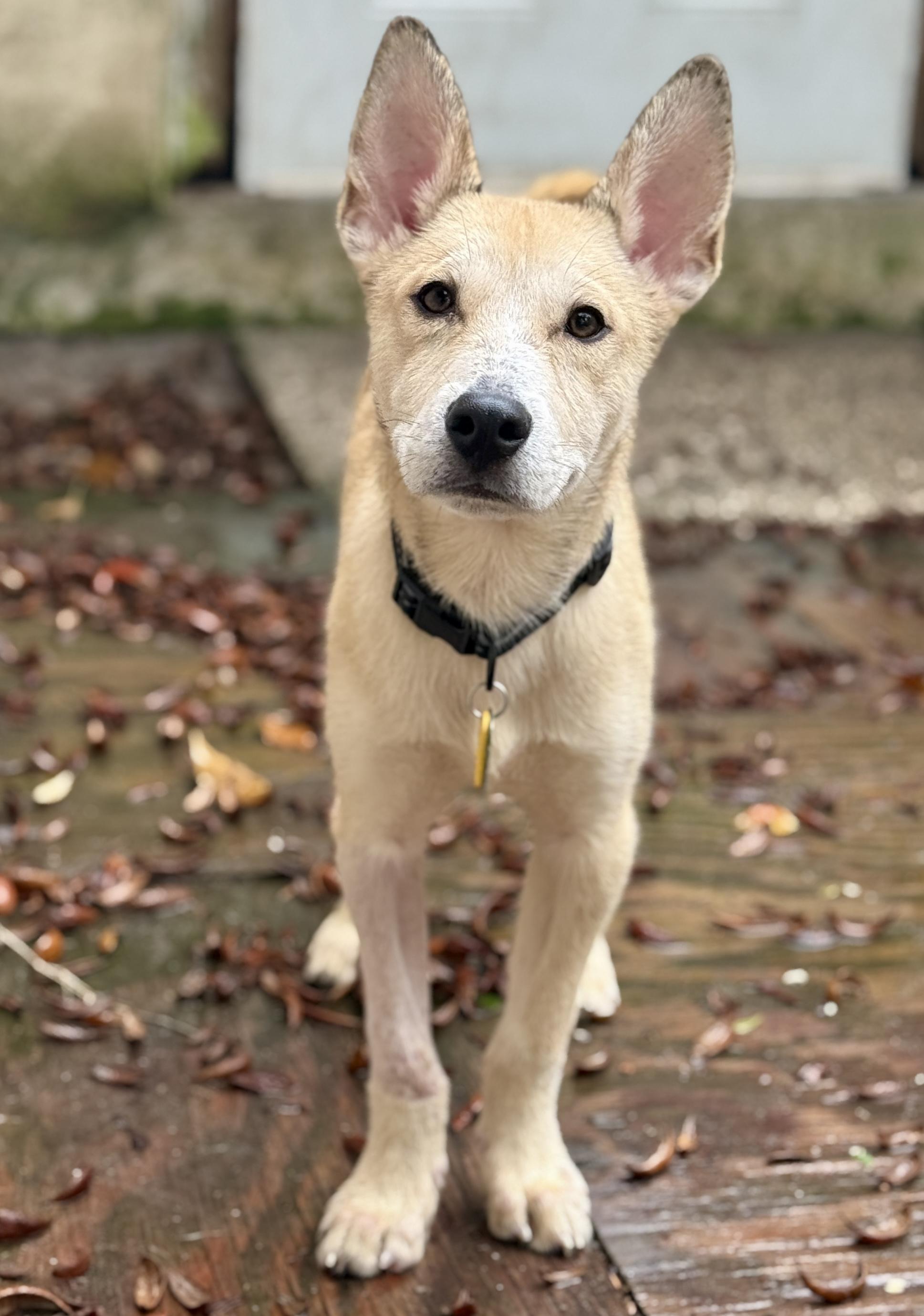 Enlarge Miguel Luiz, an adoption pending mixed breed in Deltona, FL image 1/3