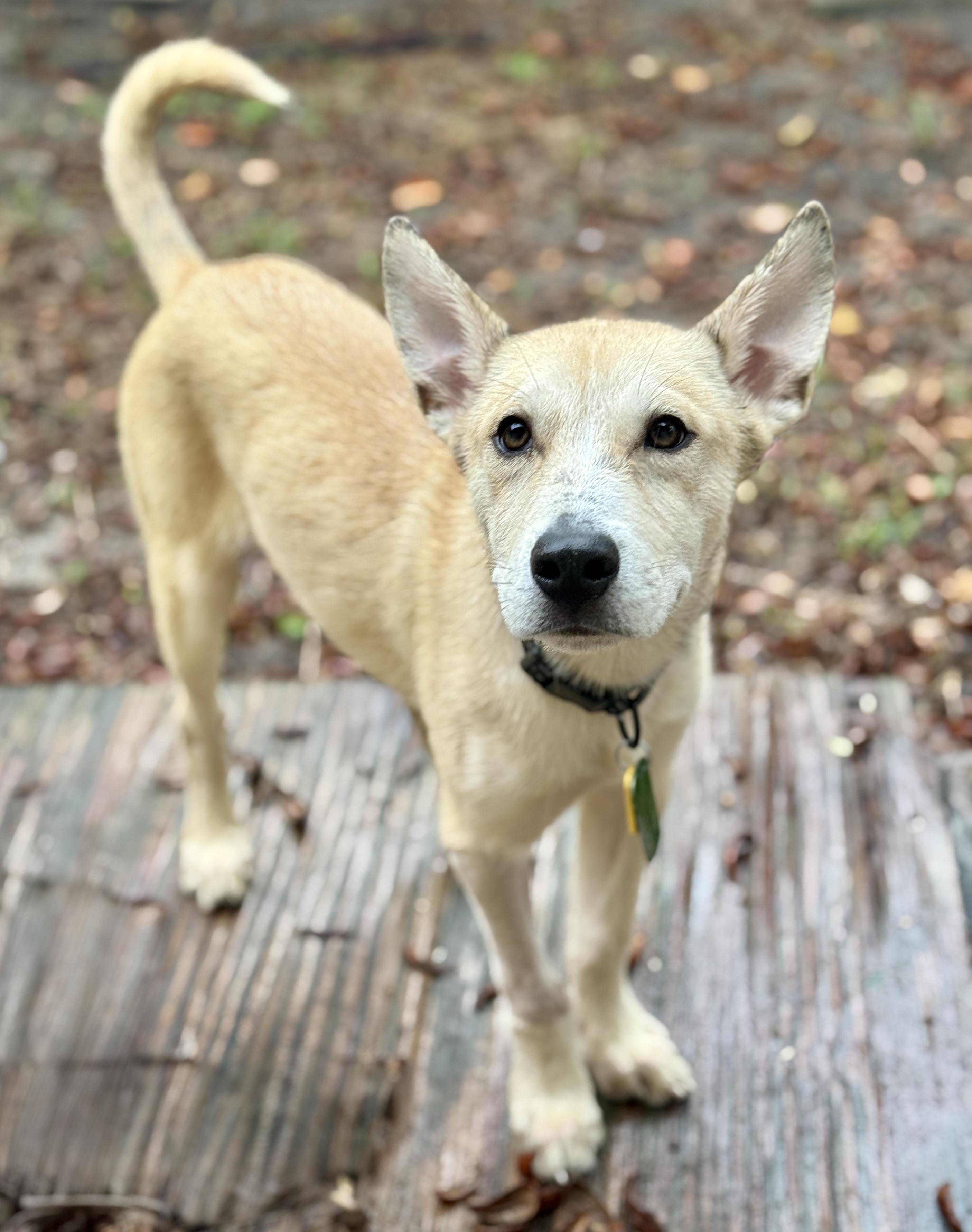 Enlarge Miguel Luiz, an adoption pending mixed breed in Deltona, FL image 3/3