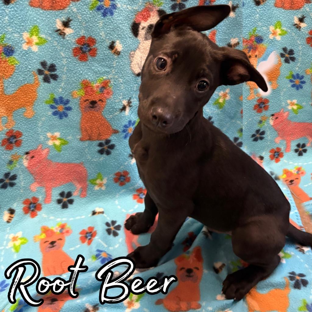 Enlarge Root Beer, a Adoptable mixed breed in Hillsboro, OH image 1/2