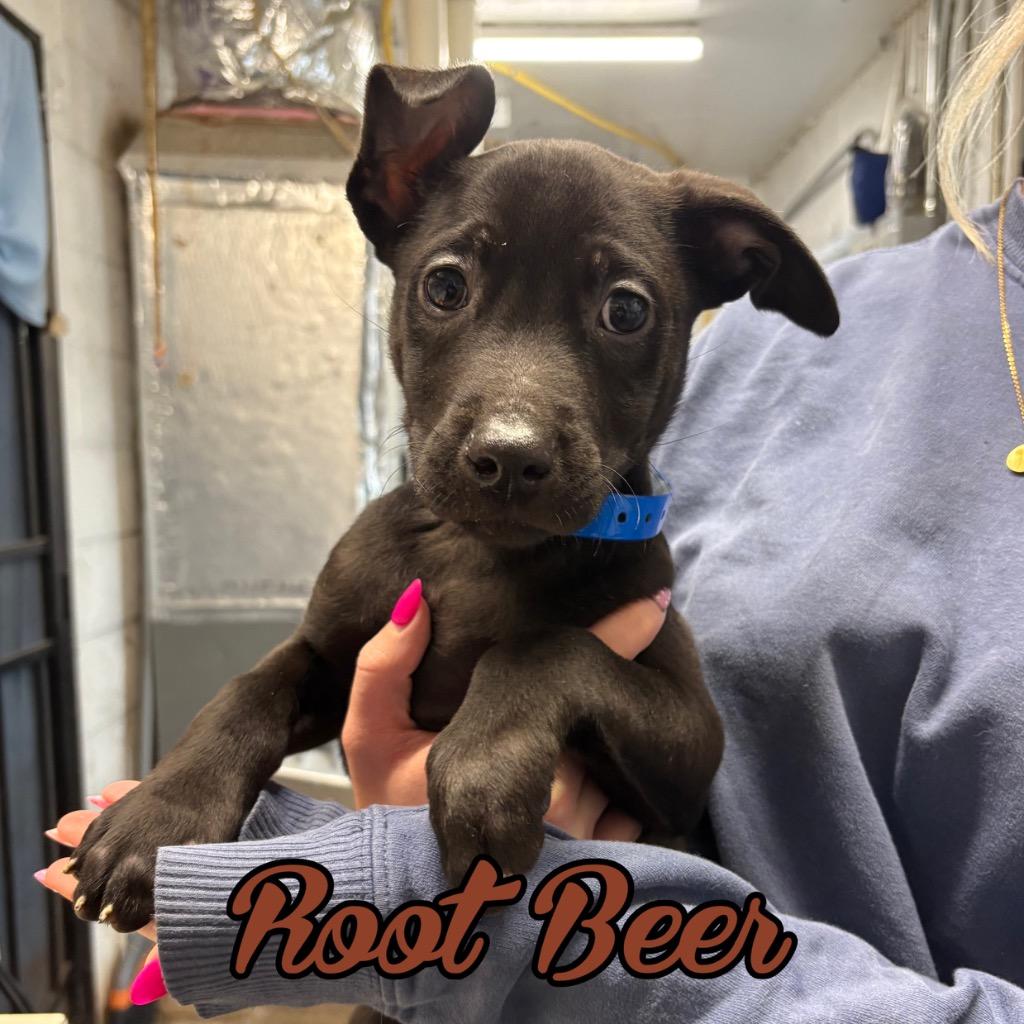 Enlarge Root Beer, a Adoptable mixed breed in Hillsboro, OH image 2/2