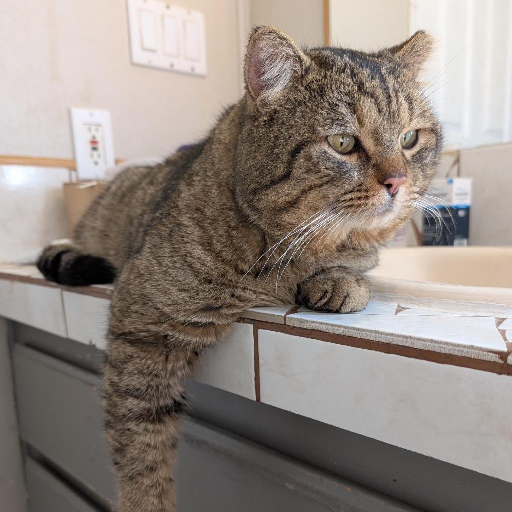 Dhemaste, Adoptable, Senior Male Domestic Short Hair.