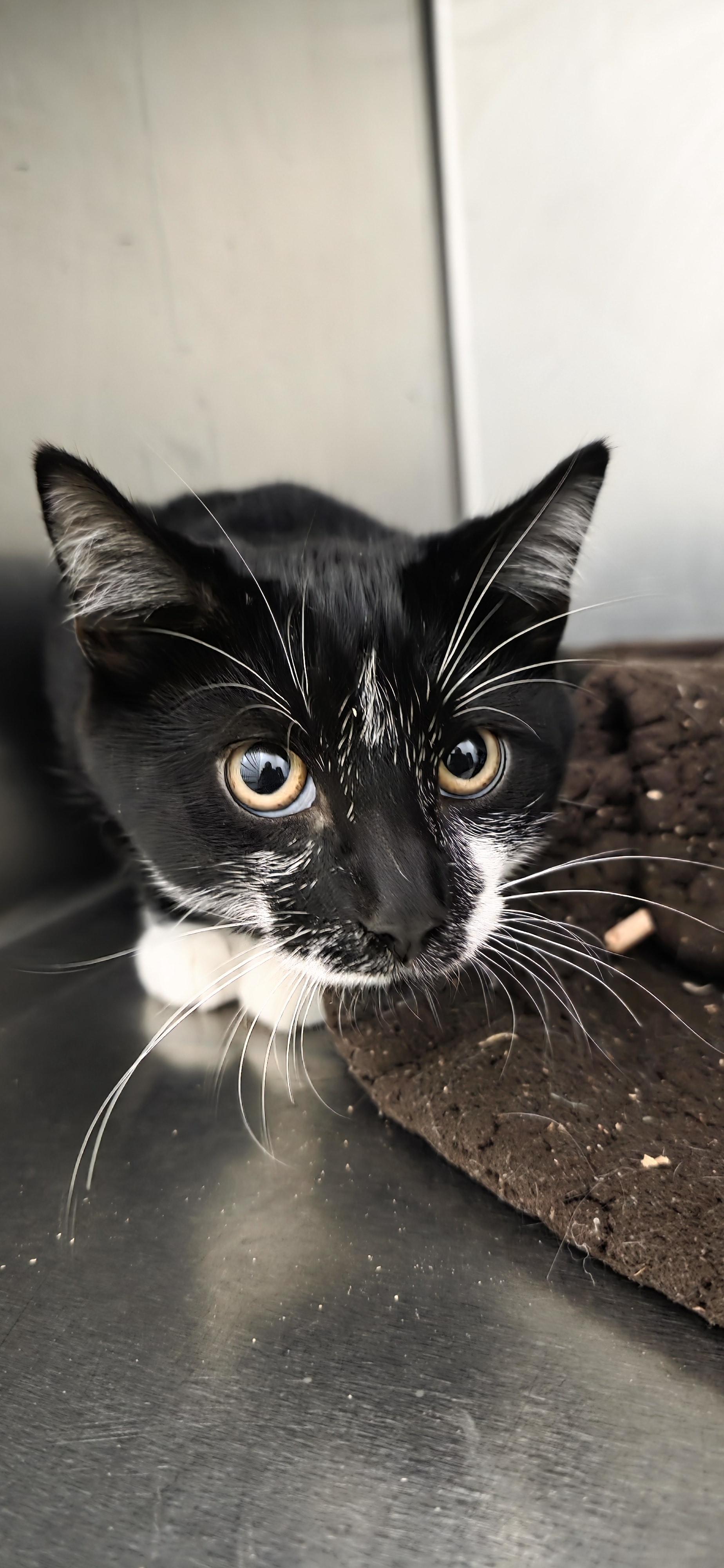Frack, an adoptable Domestic Short Hair in Polson, MT, 59860 | Photo Image 1