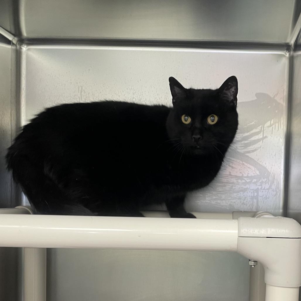 Enlarge Biskit, a Adoptable mixed breed in Galax, VA image 1/1