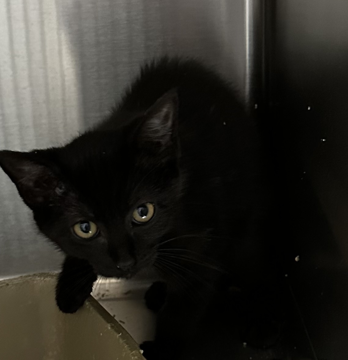 Bobi, a Adopted Domestic Short Hair in Galesburg, IL image 1/2