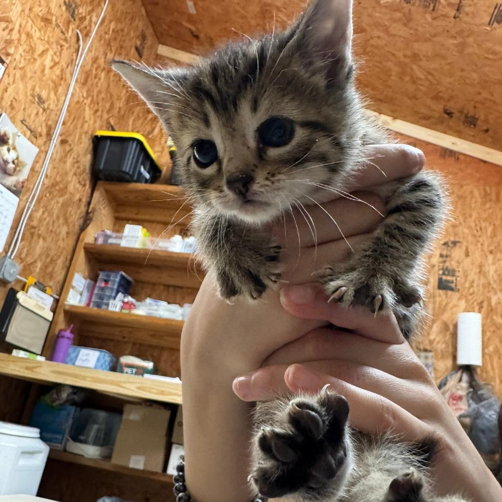 Zeppelin, Adoptable, Kitten Male Domestic Short Hair.