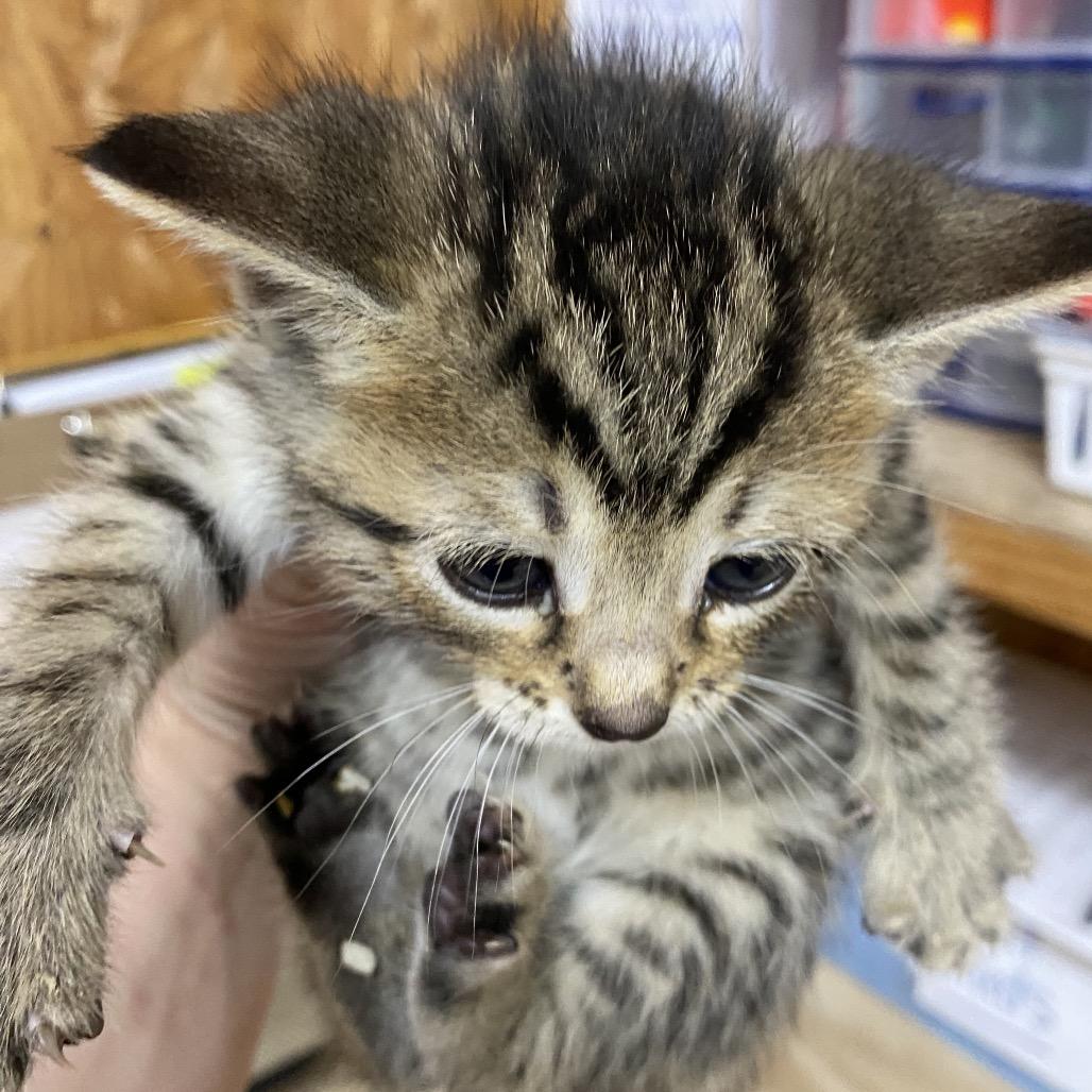 Enlarge Zeppelin, a Adoptable Domestic Short Hair in Blairsville, GA image 2/4