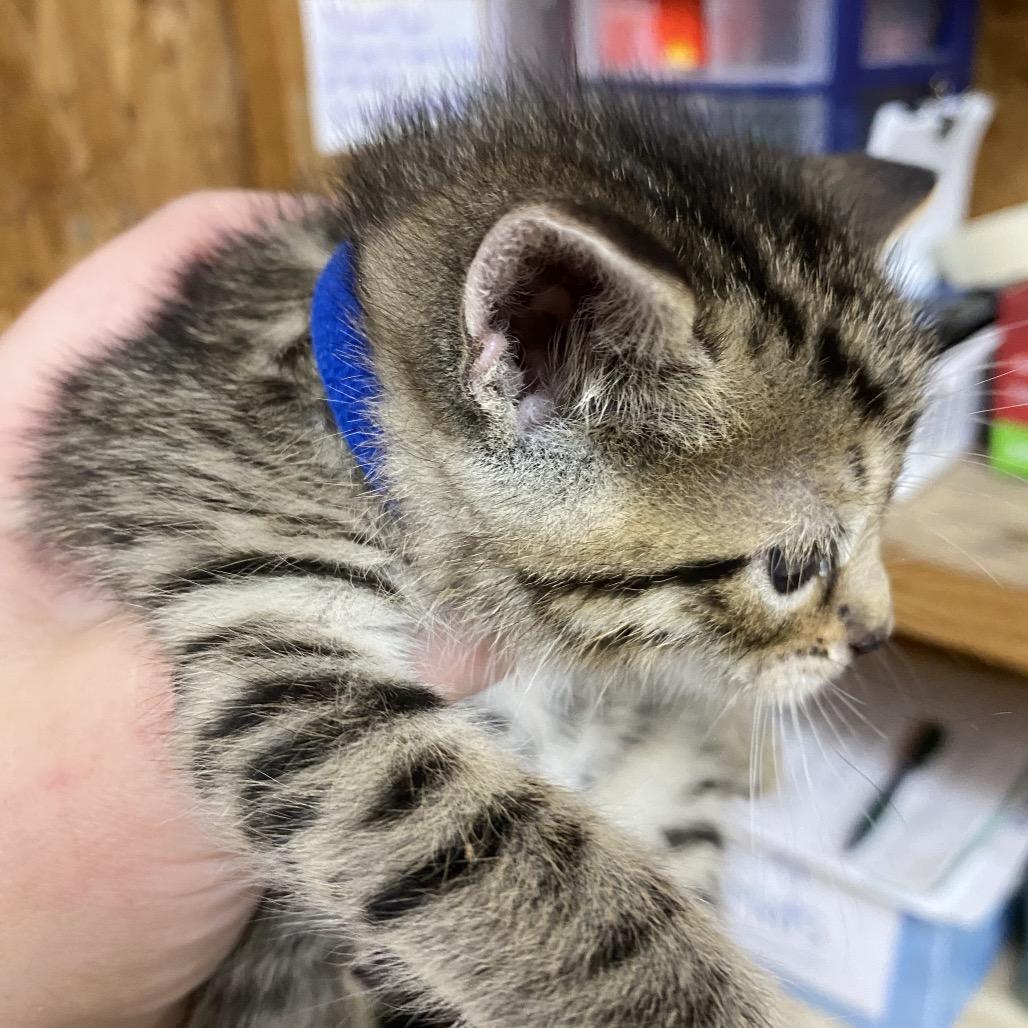 Enlarge Zeppelin, a Adoptable Domestic Short Hair in Blairsville, GA image 3/4