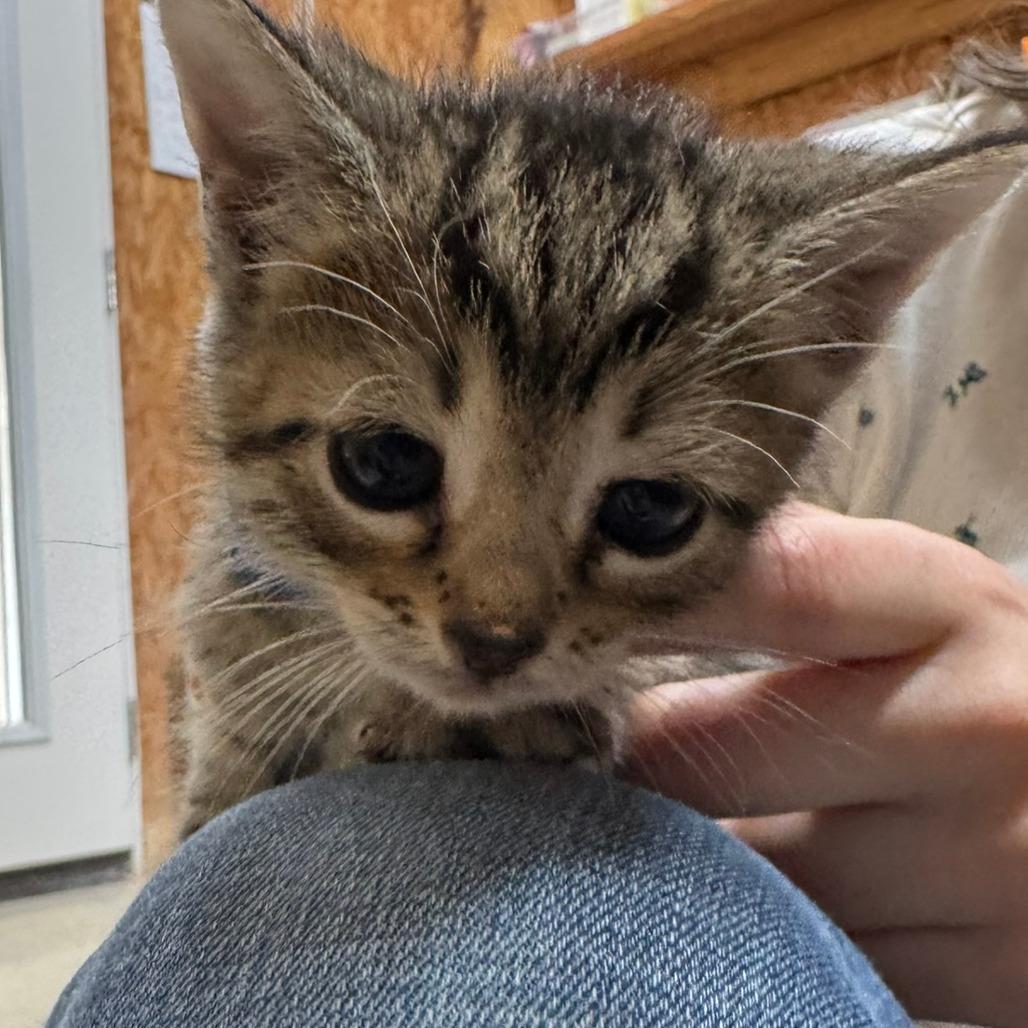 Enlarge Zeppelin, a Adoptable Domestic Short Hair in Blairsville, GA image 4/4