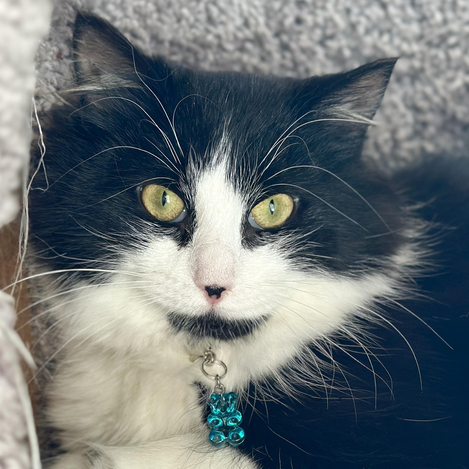 Gummy Bear, an adopted Domestic Long Hair in Victor, NY image 1/5