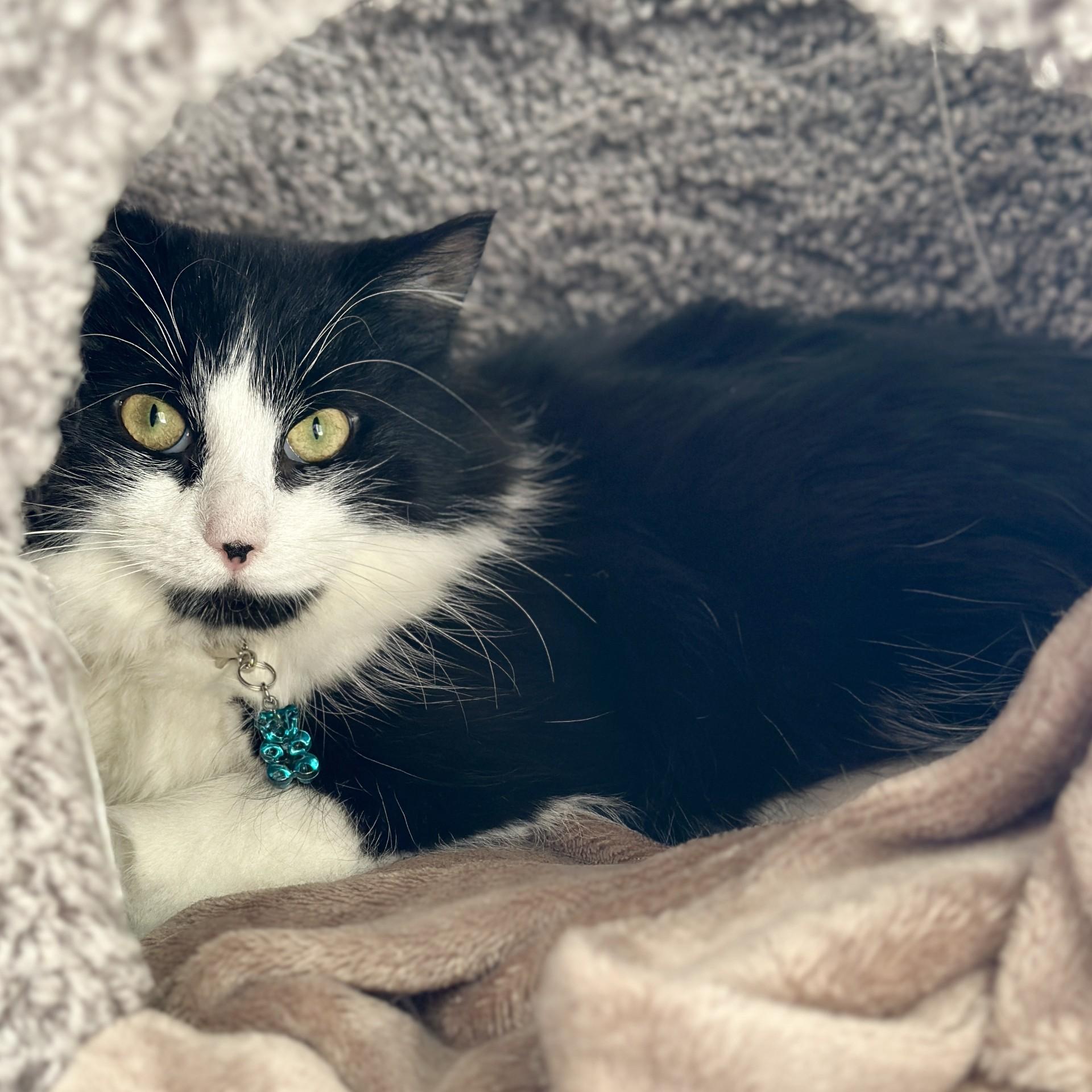 Gummy Bear, an adopted Domestic Long Hair in Victor, NY image 3/5