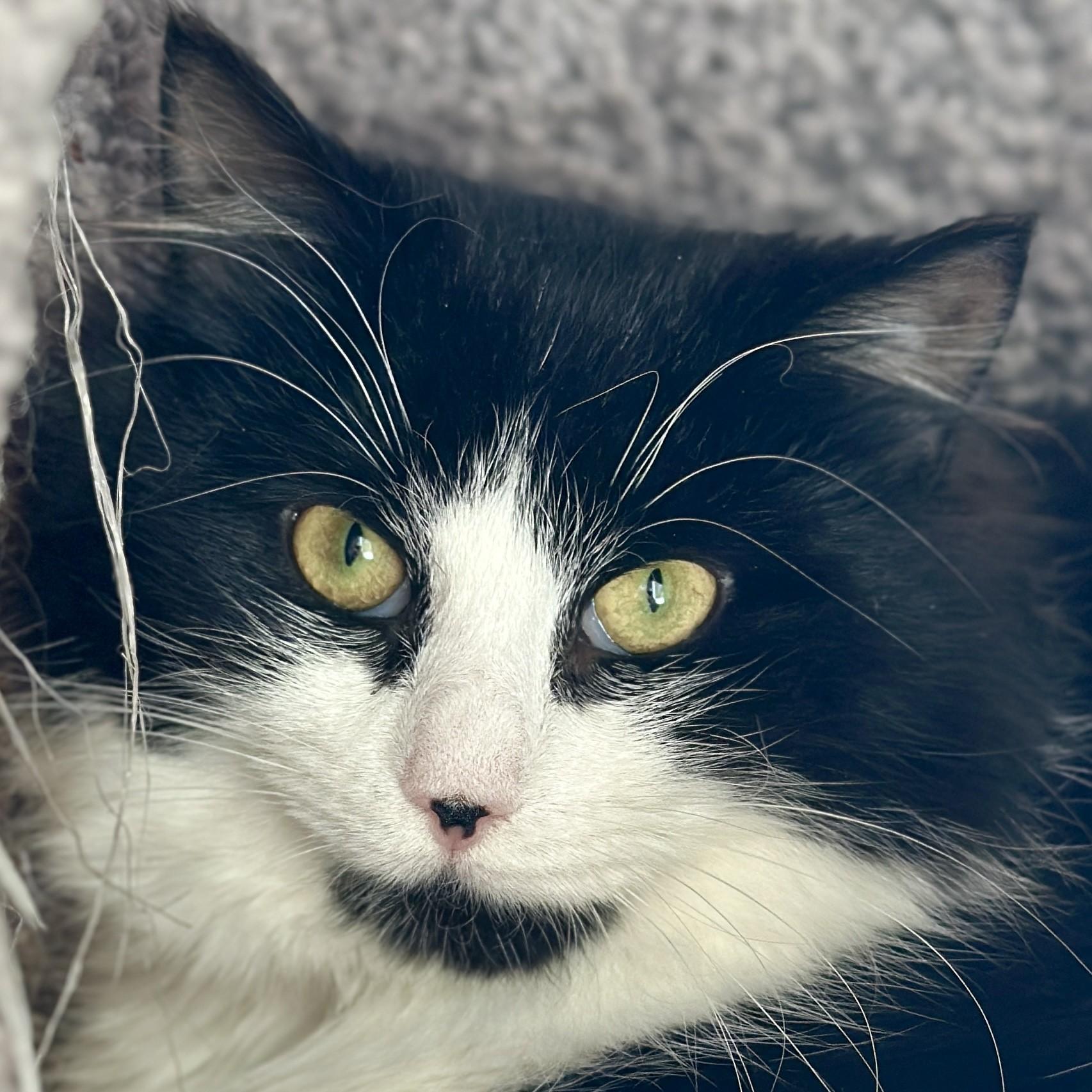 Gummy Bear, an adopted Domestic Long Hair in Victor, NY image 2/5