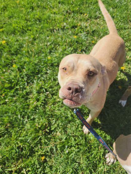 Enlarge Coco, a Adoptable mixed breed in Scottsbluff, NE image 1/3