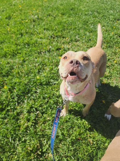 Enlarge Coco, a Adoptable mixed breed in Scottsbluff, NE image 2/3